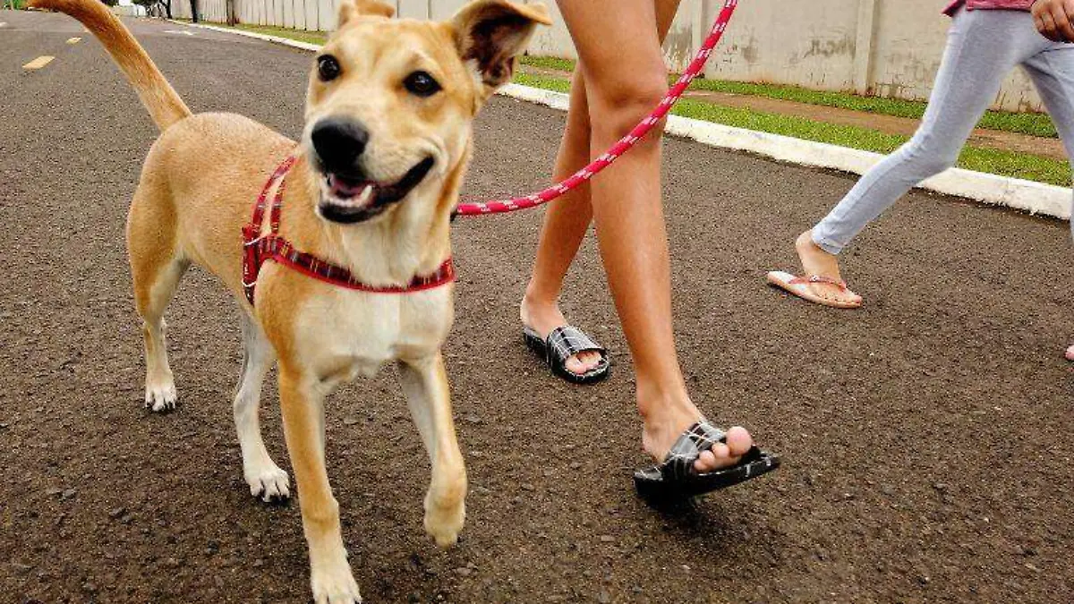 CUE  La pechera es más cómoda y segura para los perros